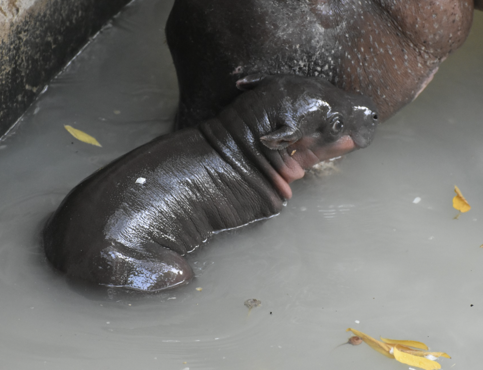 Hippo