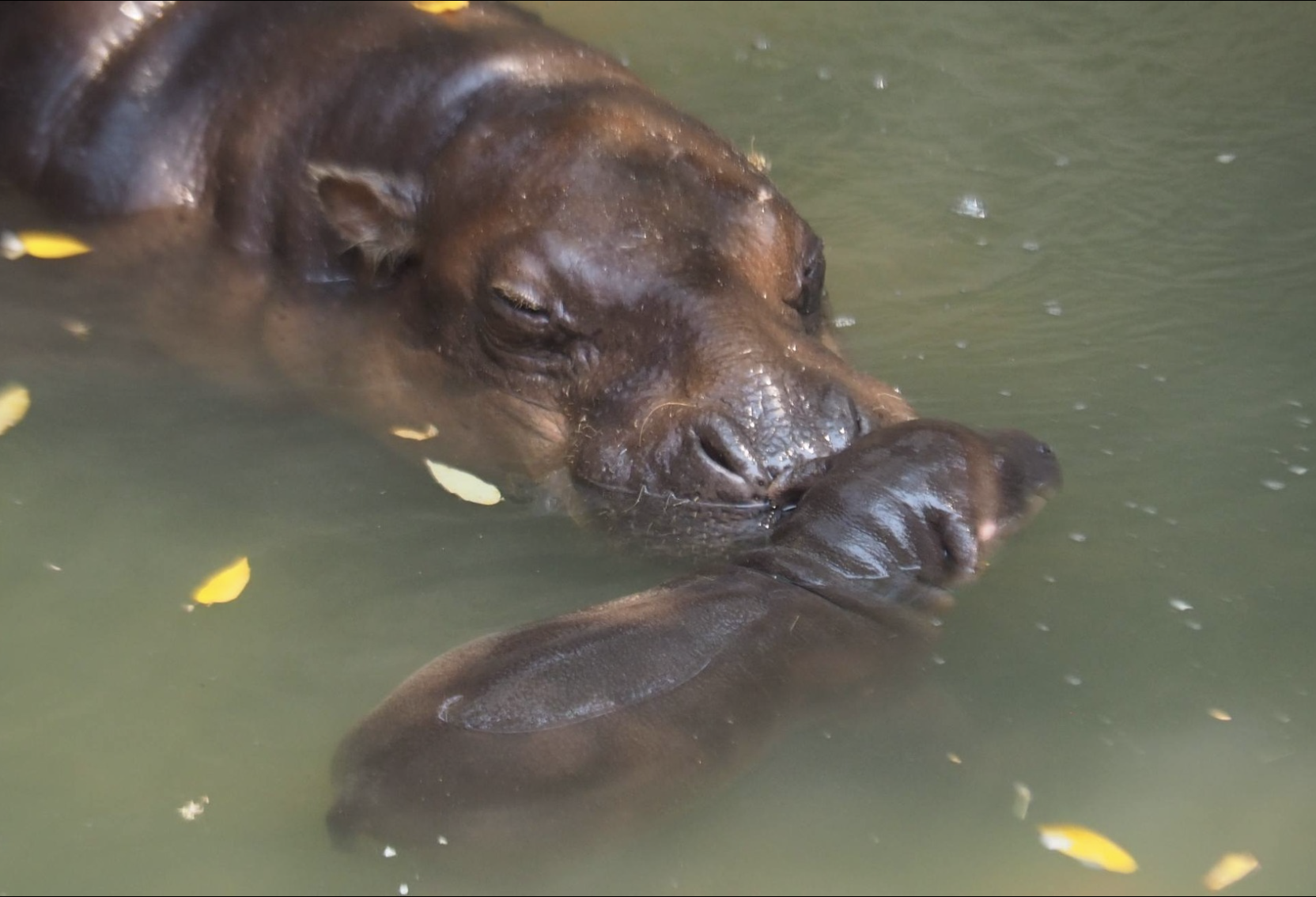 Hippo