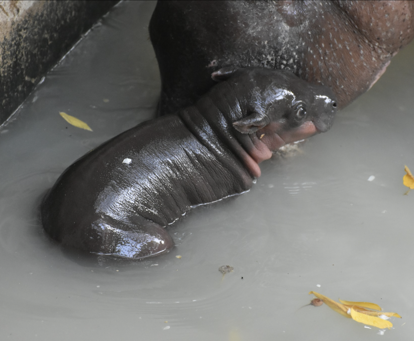 Hippo