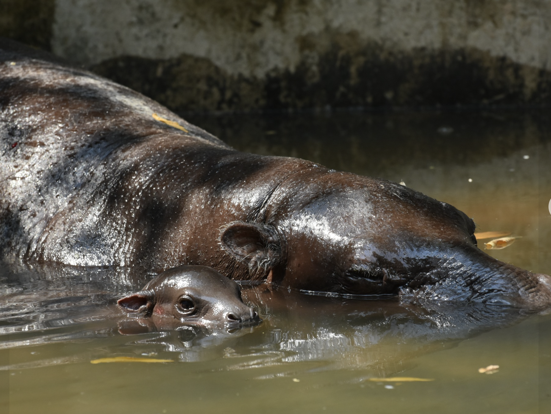 Hippo