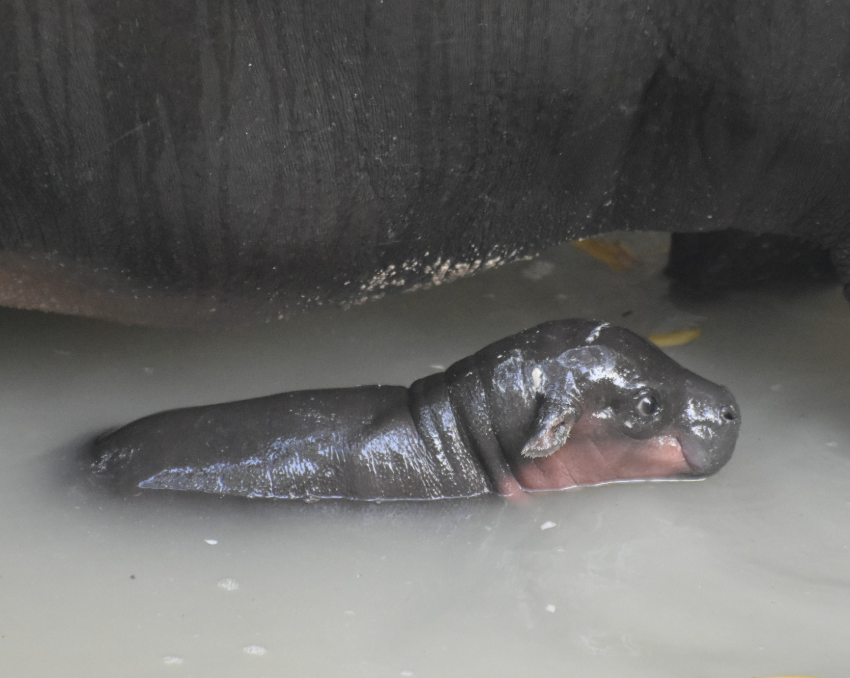 Hippo