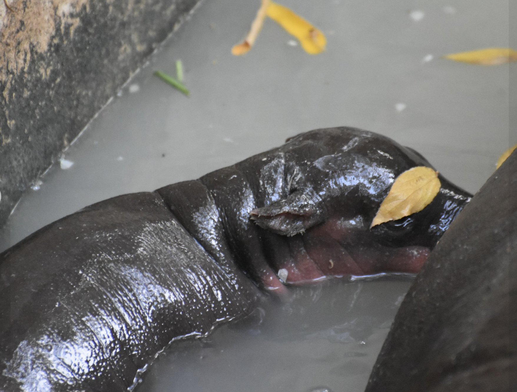 Hippo