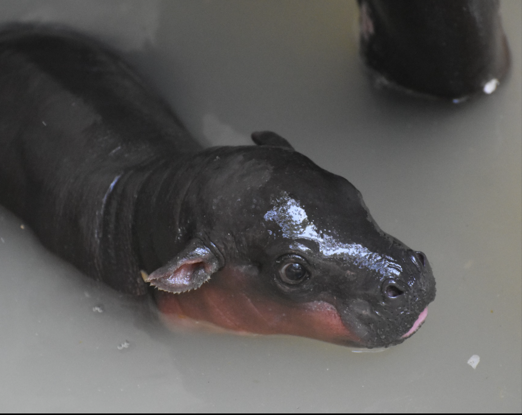 Hippo