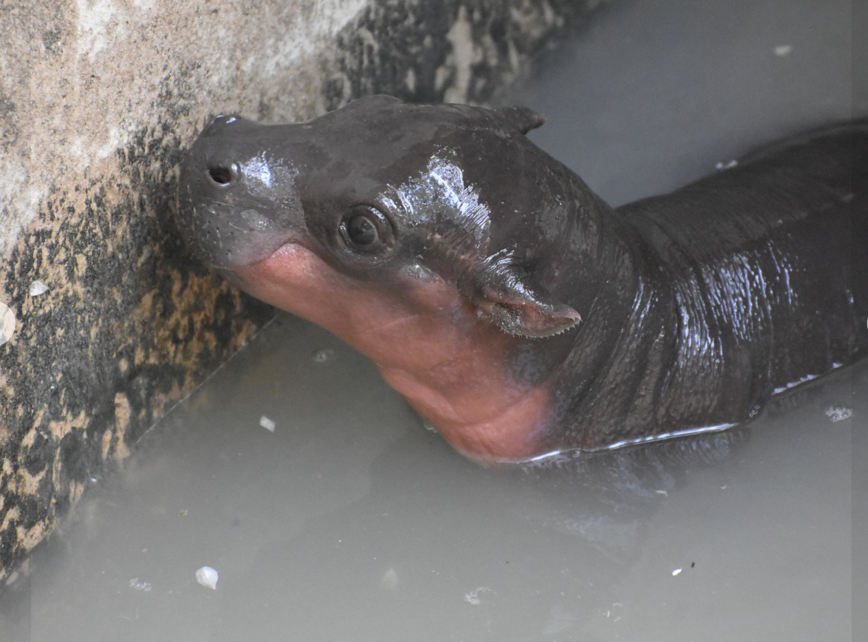 Hippo