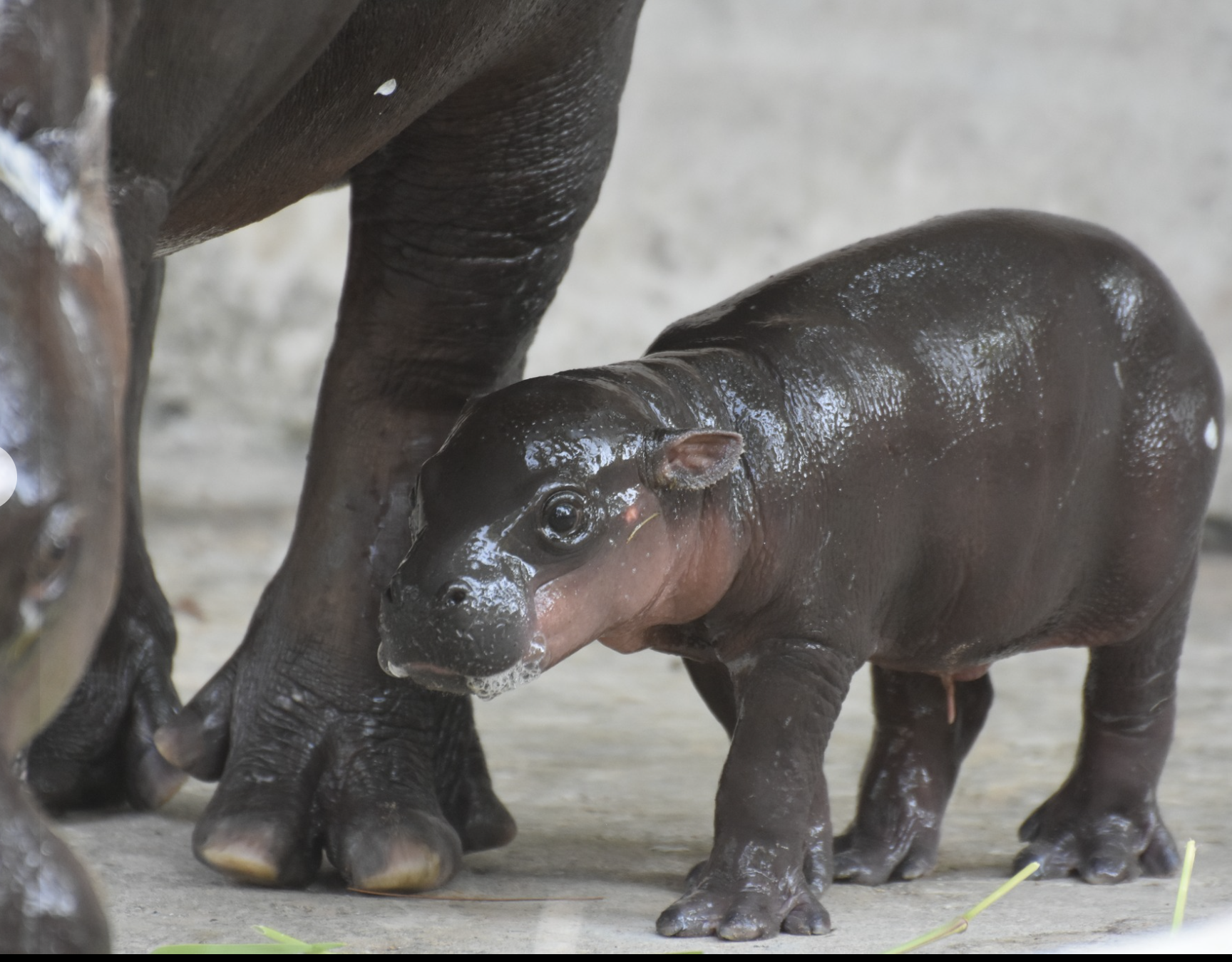 Hippo